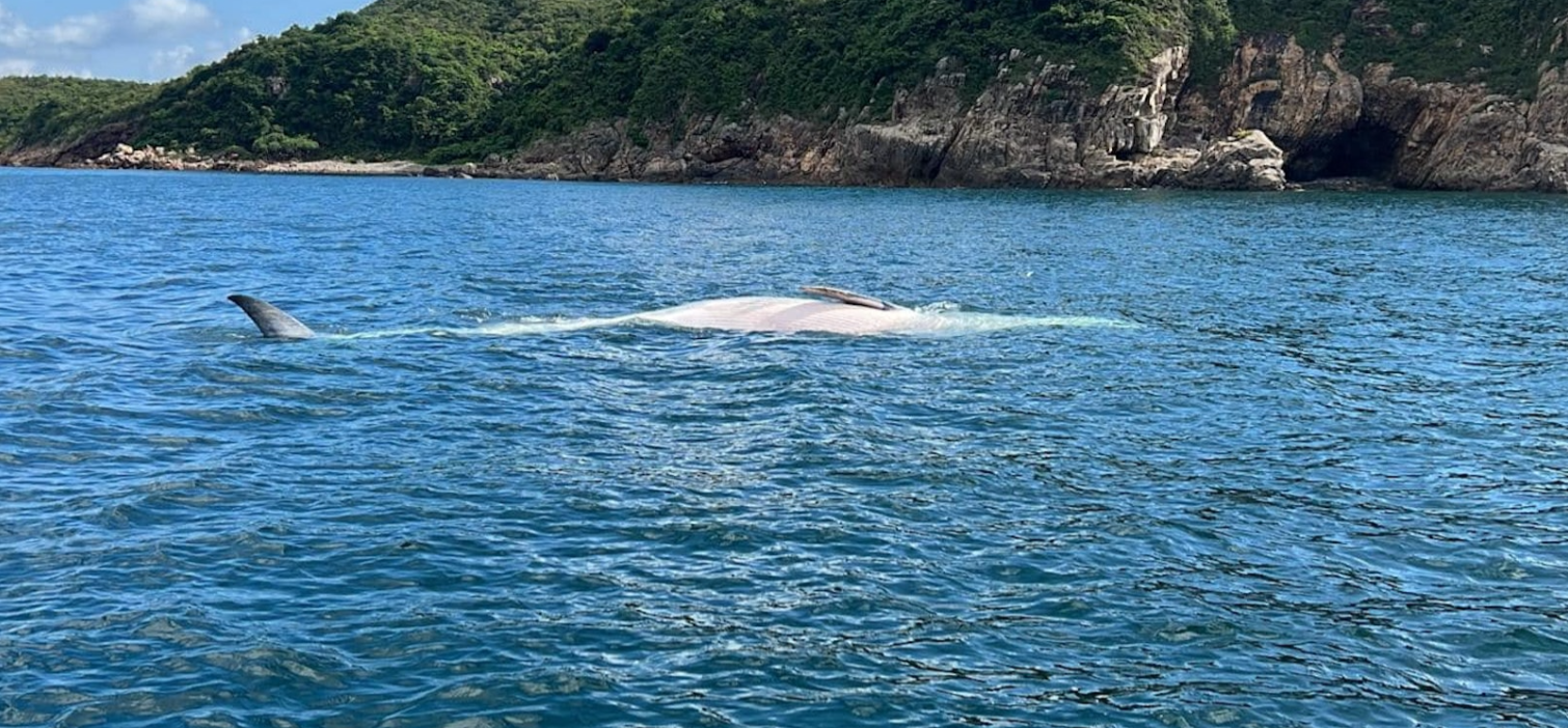 西貢鯨魚翻肚 船家驚呼：打車葉打到腸都標埋出嚟！
