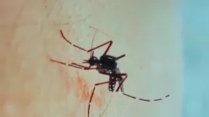 基孔肯雅熱疫情