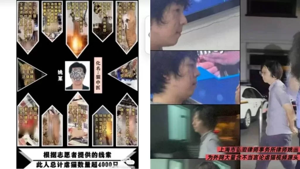 虐貓8年！上海律師涉殘殺4千隻貓