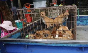 雅加達封殺狗肉市場 部分民眾不滿：上帝創造狗就是讓人吃