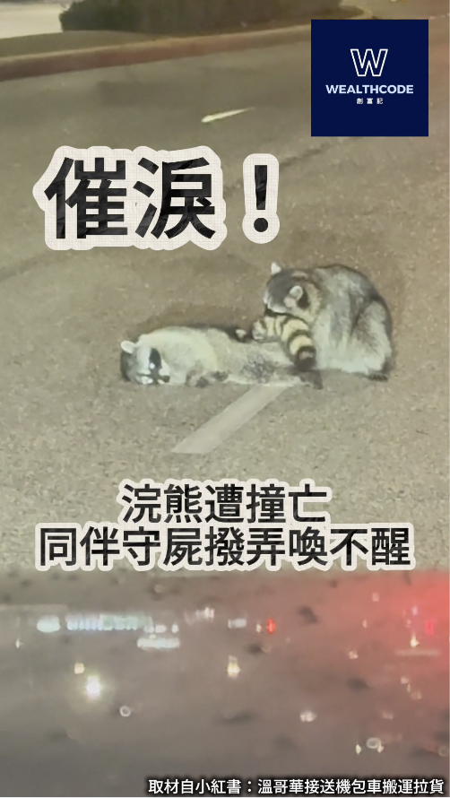 催淚！浣熊遭撞亡 同伴守屍撥弄喚不醒