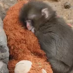 網紅開價25萬美元買獼猴Panchi 日動物園表態不出售