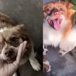 揭陽虐犬案持續發酵 多名藝人貼文遭刪