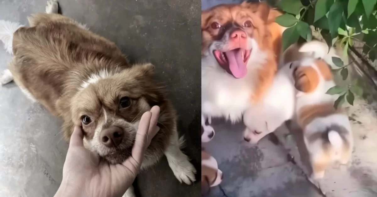 揭陽虐犬案持續發酵 多名藝人貼文遭刪