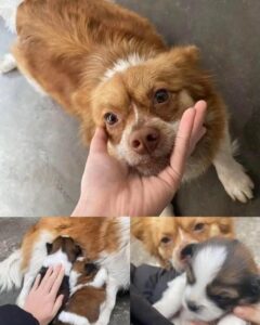揭陽虐狗案｜BBC關注「旺旺」事件 全球促訂動物保護法