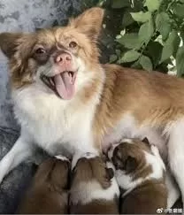 母犬「旺旺」始終守護在幼犬身旁，不願離開