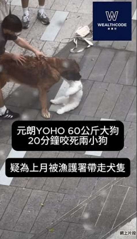 元朗YOHO 60公斤大狗20分鐘咬死兩小狗 疑為上月被漁護署帶走犬隻 元朗YOHO 60公斤大狗20分鐘咬死兩小狗 疑為上月被漁護署帶走犬隻