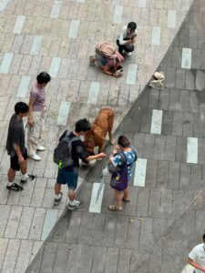 元朗大狗咬死兩小狗 漁護署:不排除人道處理 元朗大狗咬死兩小狗 漁護署:不排除人道處理