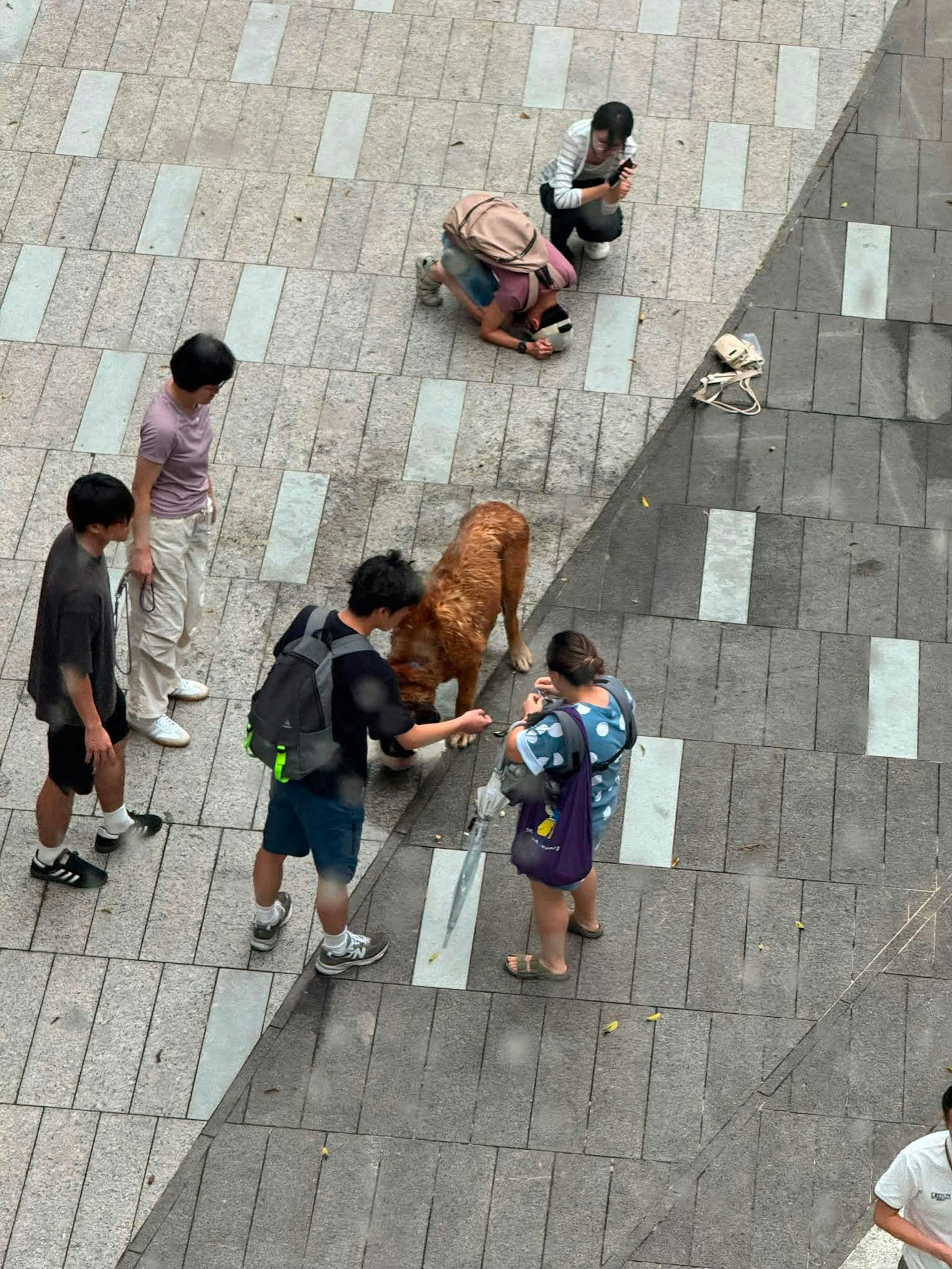 元朗大狗咬死兩小狗 漁護署:不排除人道處理 元朗大狗咬死兩小狗 漁護署:不排除人道處理
