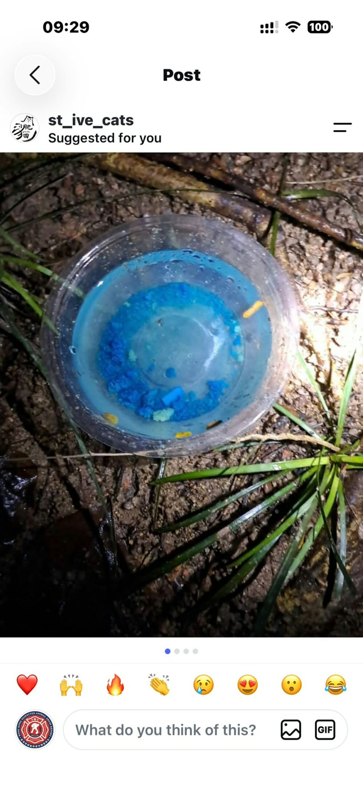 石硤尾公園疑有人向貓糧落老鼠藥 義工裝閉路電視埋伏 34歲跑步男被捕 石硤尾公園疑有人向貓糧落老鼠藥 義工裝閉路電視埋伏 34歲跑步男被捕